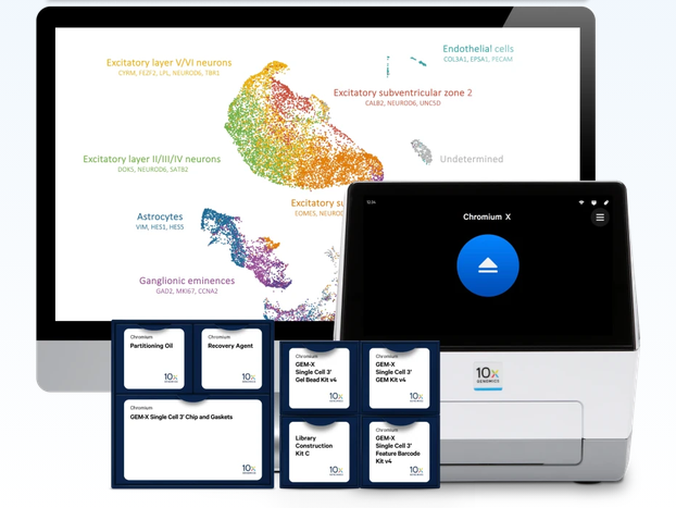 10x Chromium X with GEM-X single-cell kits; single-cell UMAP of brain cell types