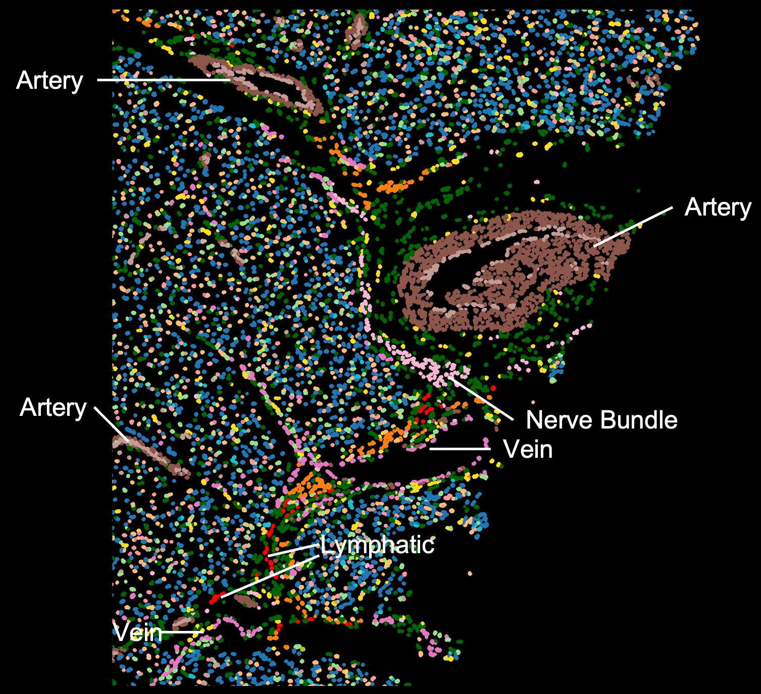 G4X spatial transcriptomics: vascular and neural architecture (artery, vein, nerve bundle, lymphatic). Vlachos Lab / STU.