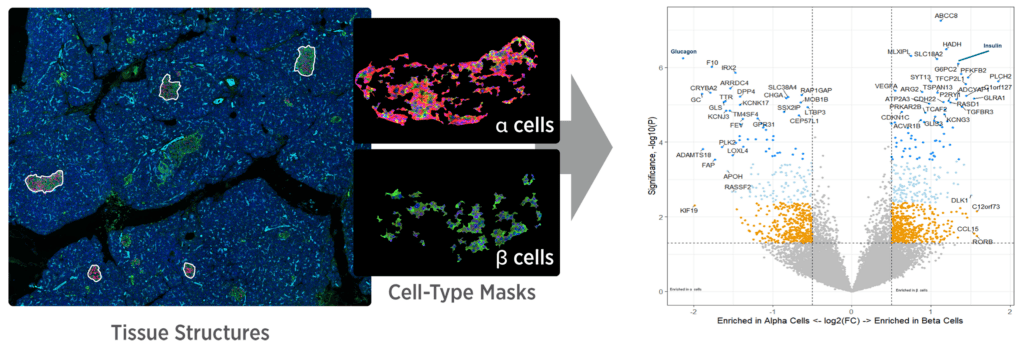 GeoMx spatial profiling: tissue, cell-type masks and differential expression